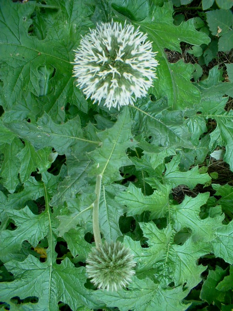 Echinops sphaerocephalus